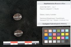 Foto (Objekt + Etikett) von Pleioclinis sheperdi F.V. Mueller (NHMW-GEO-2024-0188-10470)